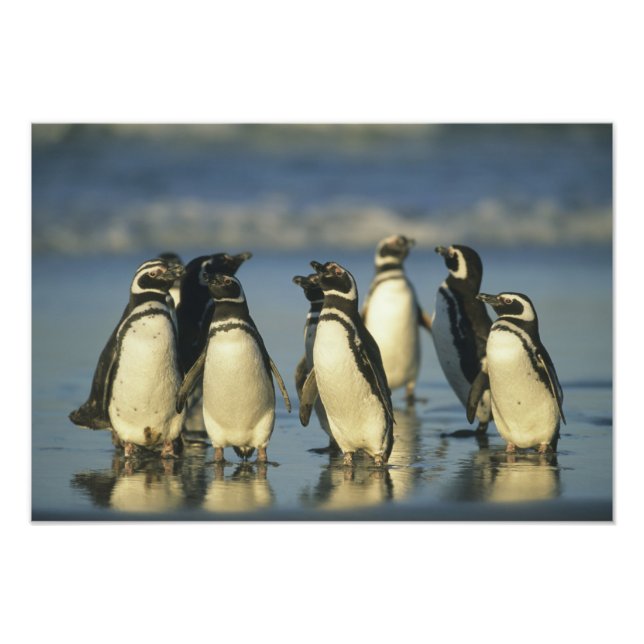 Magellanic Penguins, Spheniscus Photo Print (Front)