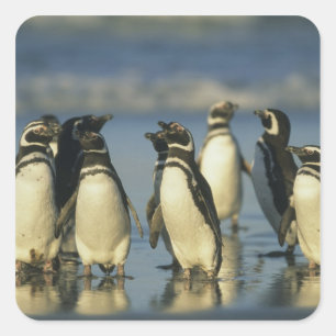 Magellanic Penguins, Spheniscus Square Sticker