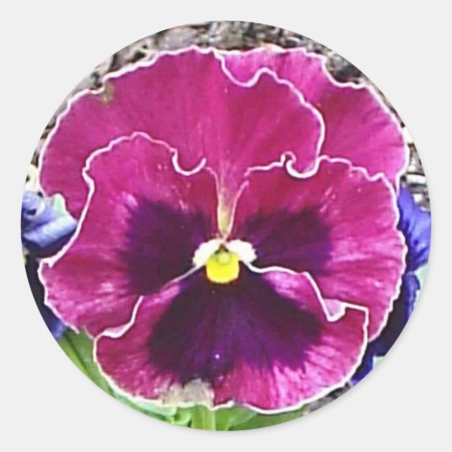 Magenta and Violet Pansy Sticker (Front)
