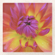 Magenta and Yellow Flower