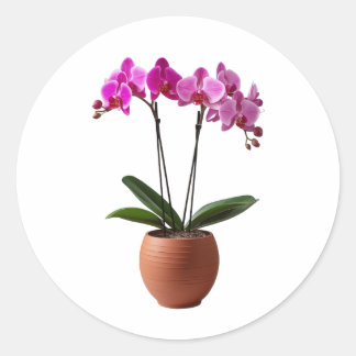 Magenta Blooming Orchid Flowers in a Pot  Classic Round Sticker