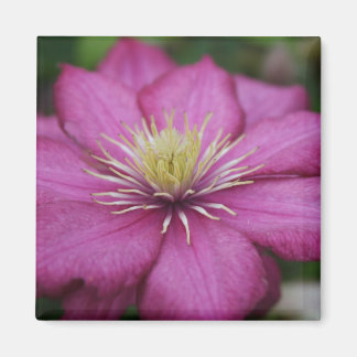 Magenta Clematis Magnet