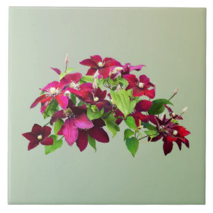 Magenta Clematis With Vine Tile