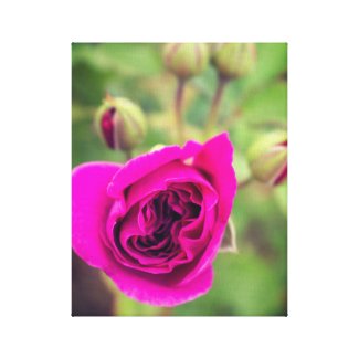 Magenta-colored rose canvas print