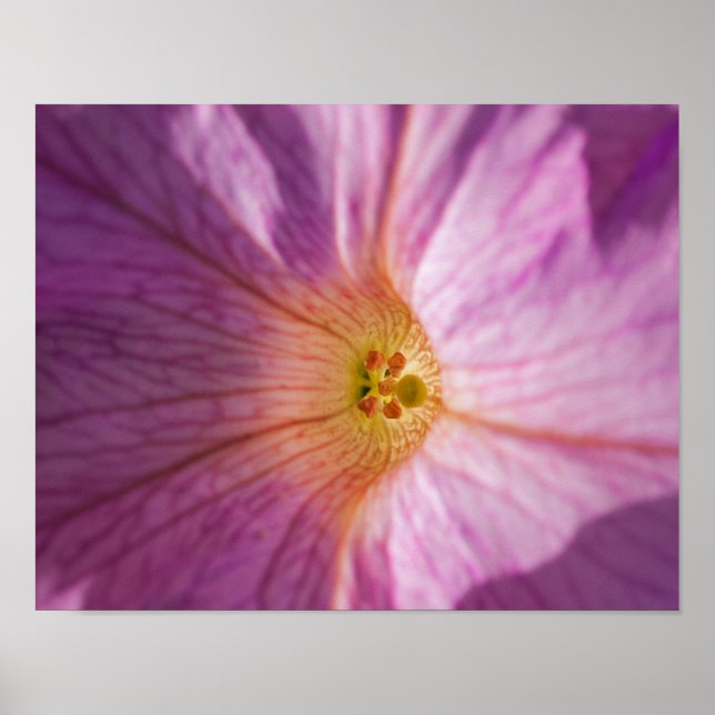Magenta Flower Poster (Front)
