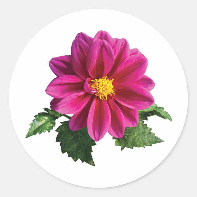 Magenta Gerbera Daisy Classic Round Sticker (Front)