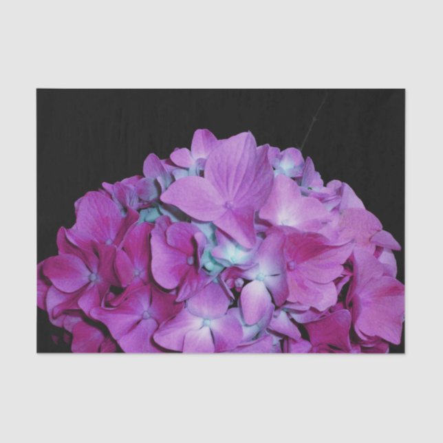 Magenta Hydrangeas Tissue Paper (Front)