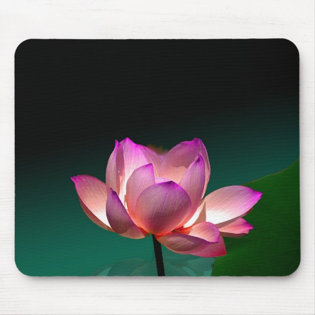Magenta Lotus in full bloom, mousepad (Front)