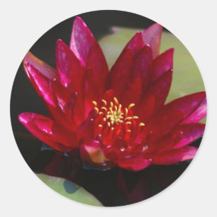 Magenta Lotus Waterlily Classic Round Sticker
