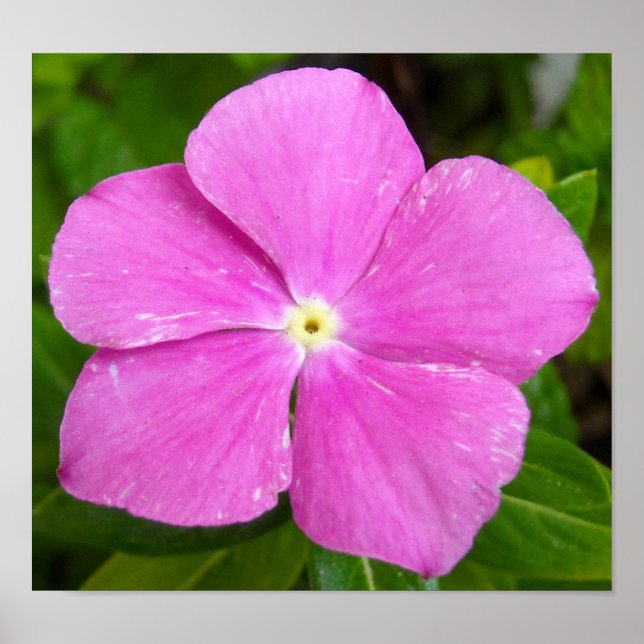 Magenta Madagascar periwinkle Poster (Front)