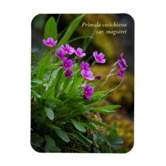 Magenta Maguire Primrose Wildflower © Sandy Long Magnet