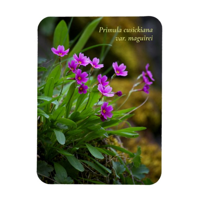 Magenta Maguire Primrose Wildflower © Sandy Long Magnet (Vertical)