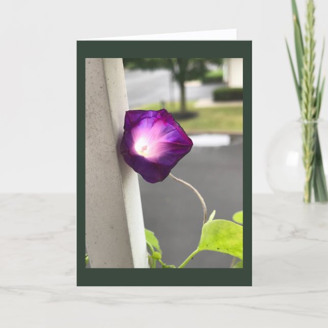 Magenta Morning Glory Blank Card (Front)