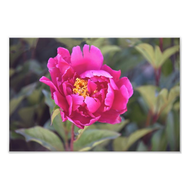Magenta Peony Photo Print (Front)