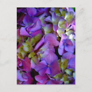 Magenta Purple blue yellow Hydrangeas flowers Postcard