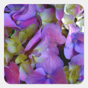 Magenta Purple blue yellow Hydrangeas flowers Square Sticker