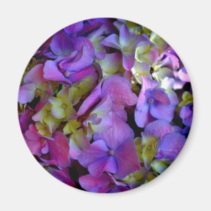 Magenta Purple Hydrangeas  Purple blue yellow  Magnet
