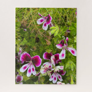 Magenta Scented-Leaf Geranium, Oakland Jigsaw Puzzle