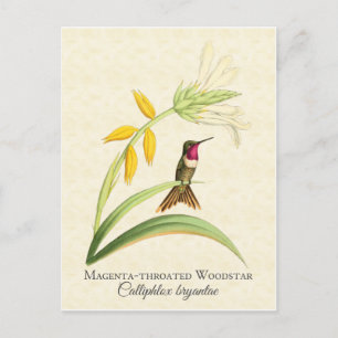 Magenta Throated Hummingbird Art Postcard