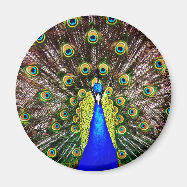 Magestic Peacock Magnet (Front)