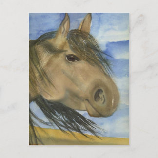 Magic, An American Mustang Postcard