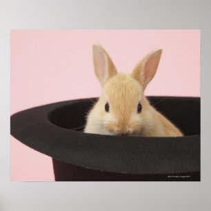 Magic Bunny Poster
