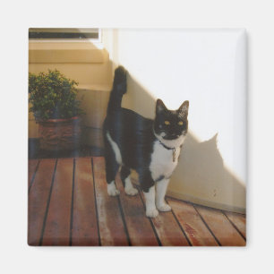 Magic Cat - Customised Magnet