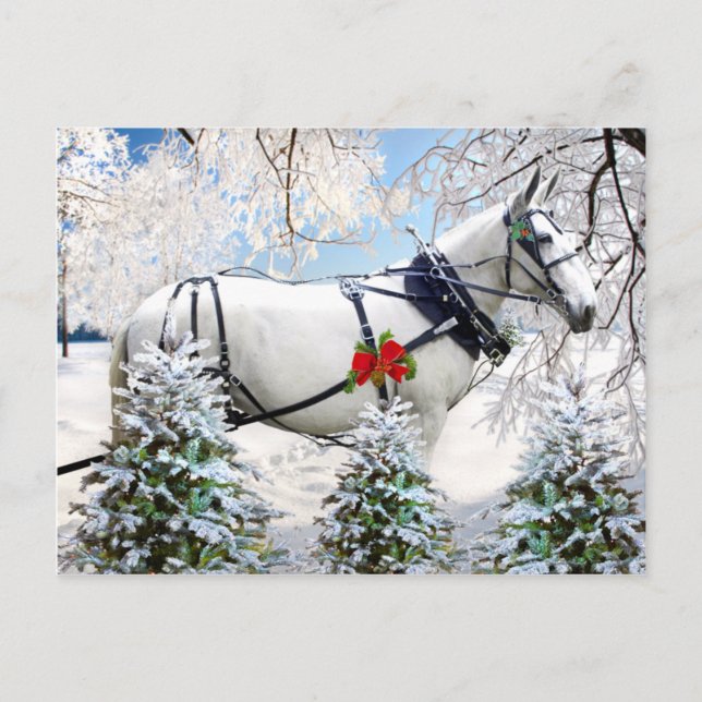 "Magic In Harness" Postcard (Front)