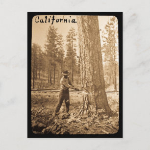 Magic Lantern Logging in the Butte Valley, CA Postcard