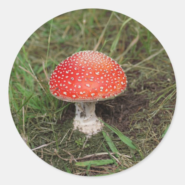 Magic Mushroom Classic Round Sticker (Front)