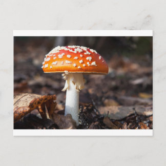 Magic Mushroom Postcard