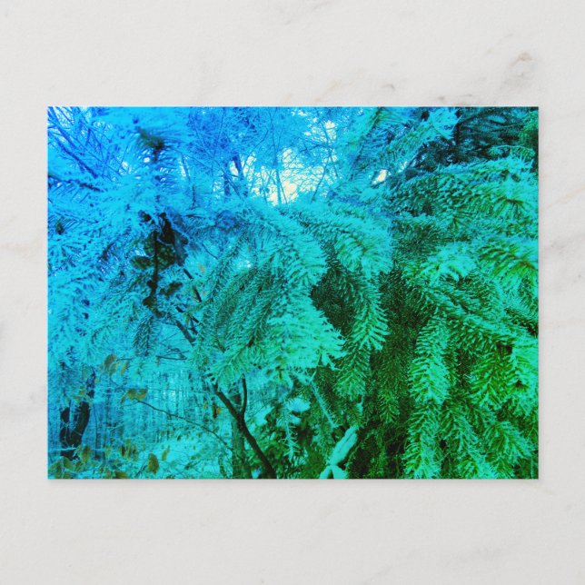 Magical Frozen Fir Tree Twigs in a Winter Forest Postcard (Front)