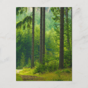 Magical green forest path trees mist cottagecore postcard