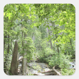 Magical Green Forest Scene.  Square Sticker
