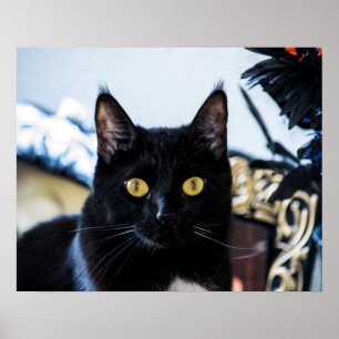 magical kitty eyes poster