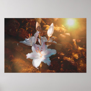 Magical lilies - poster