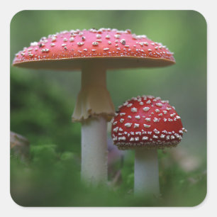 Magical Mushrooms Square Sticker