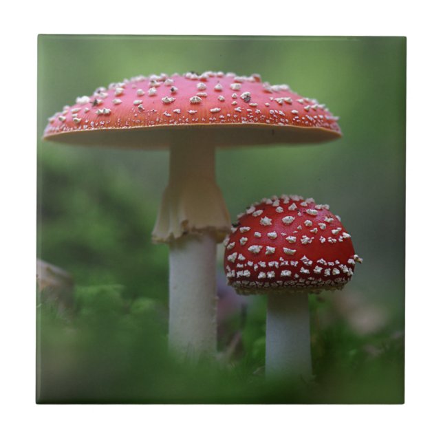 Magical Mushrooms Tile (Front)
