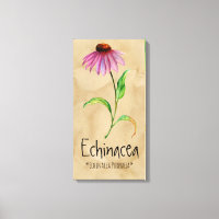 Magical Plants Echinacea 13.22'' x 25.52'' Canvas
