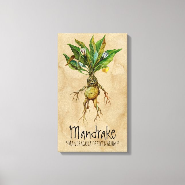 Magical Plants Mandrake 1 12.84'' x 21.93'' Canvas (Front)