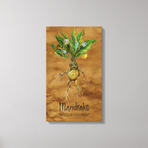 Magical Plants Mandrake 1 12.84'' x 21.93'' Canvas Print