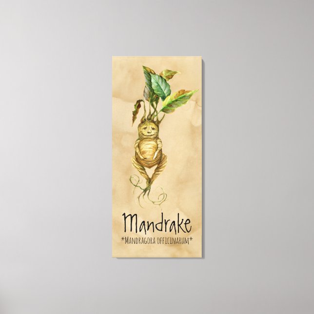Magical Plants Mandrake 2 20.24'' x 45.36'' Canvas (Front)