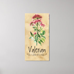 Magical Plants Valerian 21.29'' x 42.05'' Canvas Print