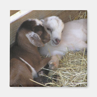 Magnet ~ Baby Goat :: Love