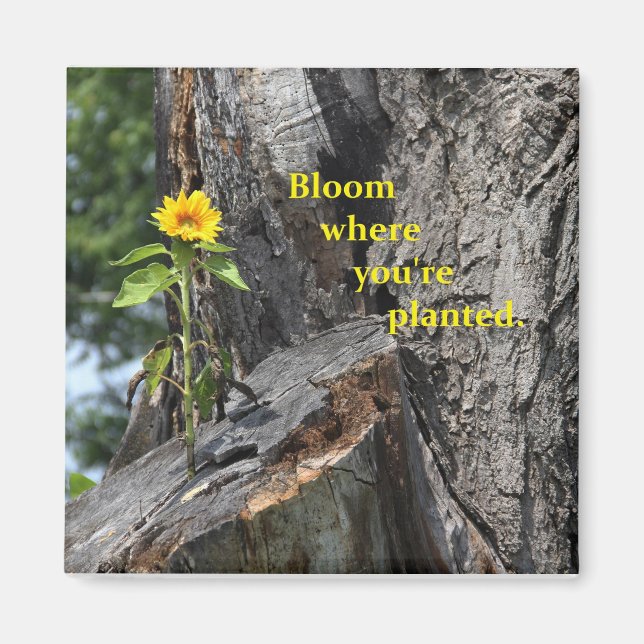 magnet - bloom where you're planted (Front)