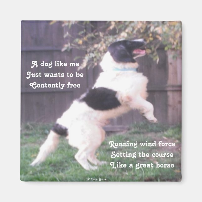 Magnet Dog Horse Poem By Ladee Basset (Front)