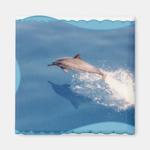 Magnet-Dolphin Magnet