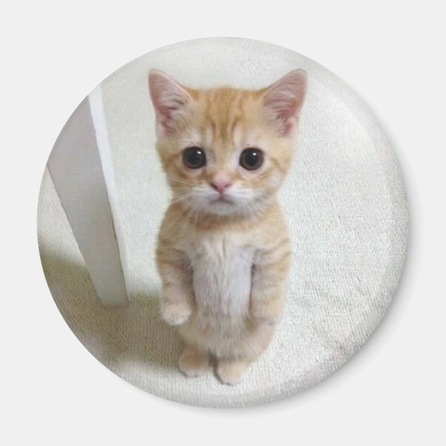 Magnet El Gato Cat Meme (Front)