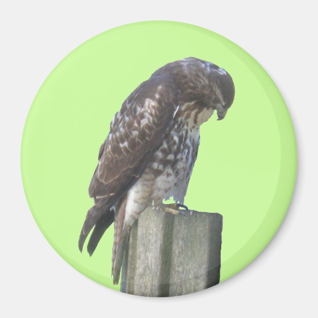 Magnet - Falcon (Front)