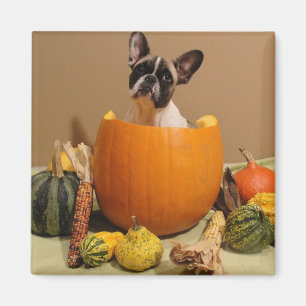 Magnet französische Bulldogge Halloween
